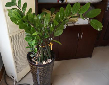 盆栽 發霉.jpg 盆栽 發霉.jpg